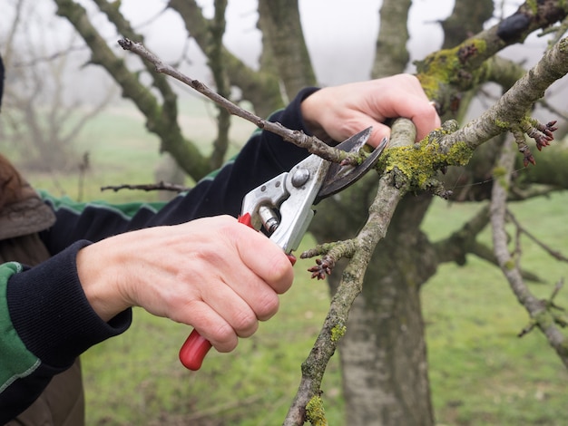 Hand van een vrouw die een jonge boom snoeit met een snoeischaar, in een veld in de herfst op een mistige dag