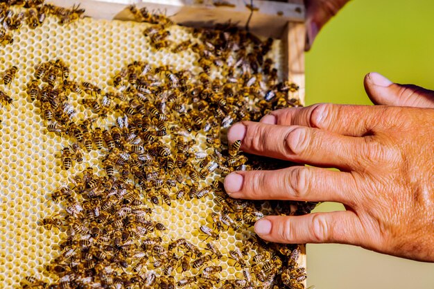 Hand van imker werkt met bijen en bijenkorven op de bijenstal Bijen op honingraten Frames van een bijenkorf