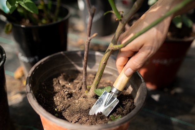 Hand van jonge boer of tuinman met werkinstrument om nieuwe kleine boom in de pot met aarde te planten