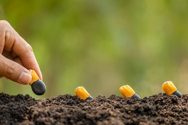 Hand van landbouwer die zwarte zaden van Afzelia, Doussie of Makha mong-boom in grond planten. Groei en milieu concept