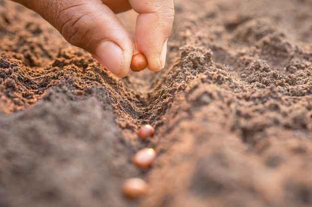 Hand van landbouwer planten bruine zaden in grond. groei en milieu concept