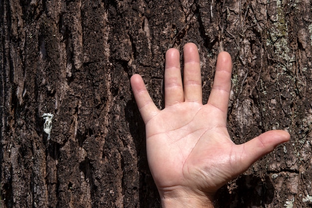 Hand van man op boomstam, in een symbolisch gebaar van genade en bescherming, in relatie tot de natuur