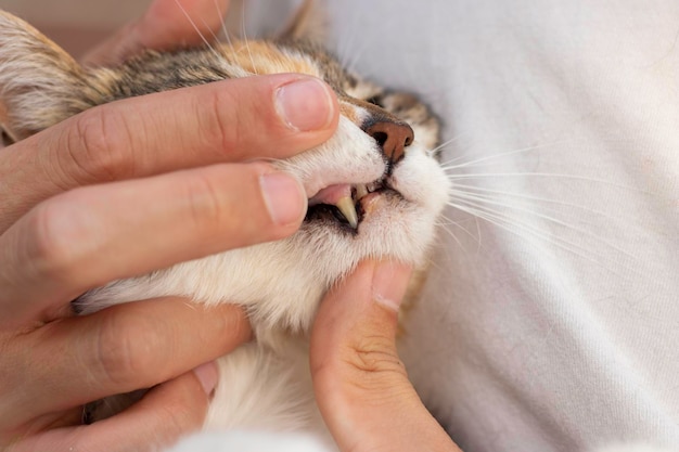 Hand van menselijke dierenarts die de tanden en tand van volwassen huiskat toont terwijl zij dit doen