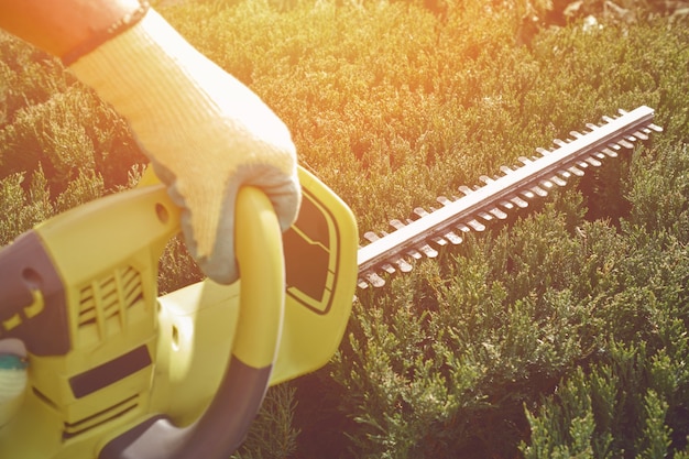 Hand van onherkenbare teler in kleurrijke handschoen knipt groene yucca of kleine palmboom met prun