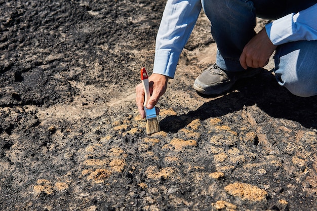 Hand van paleontoloog haalt enkele fossielen uit een rots door deze schoon te maken met een borstel