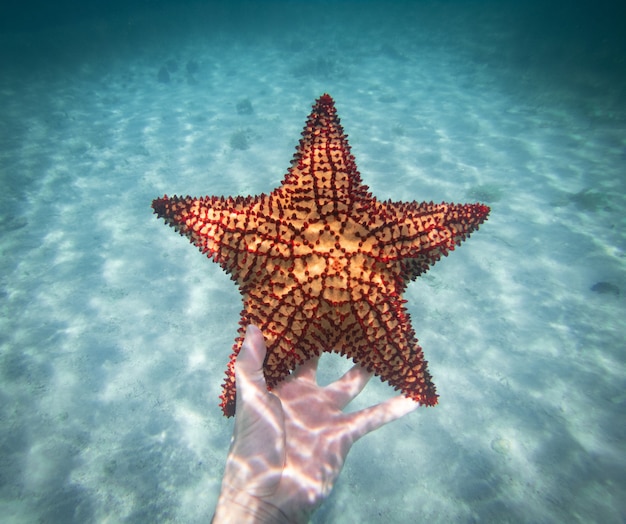 Hand van snorkelaar met zeester onderwater concept van reizen en avonturen