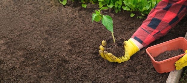 Hand van tuinman groenteplant in vruchtbare grond gele handschoenen rode shirt boer Biologische teelt