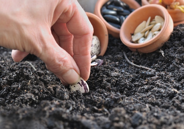 hand van tuinman zaaibonen zaaien