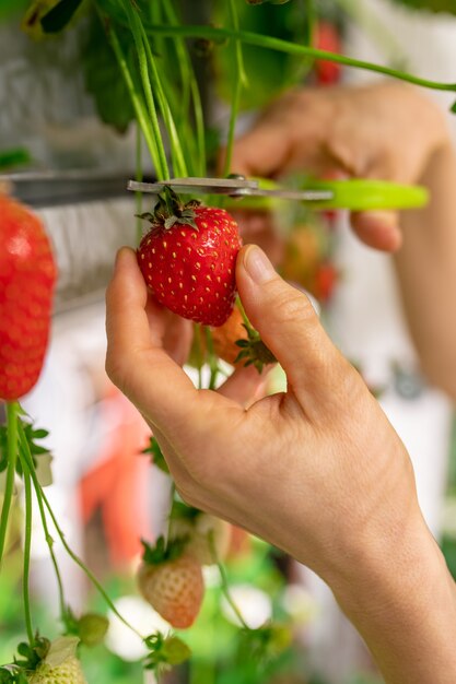 Hand van verticale boer die een aardbei vasthoudt terwijl hij hem snijdt