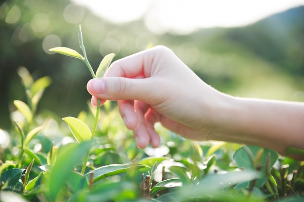 Hand van vrouw bijsnijden een groene thee.