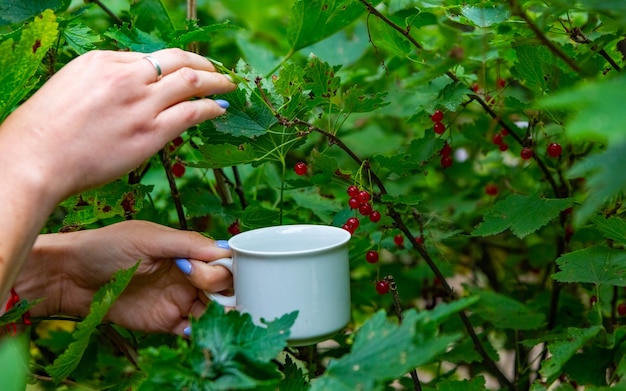 Hand van vrouw die rode aalbes in de tuin gezichtsloos plukt. oogsten gewas concept