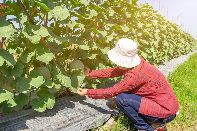 Hand van vrouw met meloen in tuinmeloenboerderijmeloenen in de tuinmeloenvruchten en meloenplanten in een moestuin