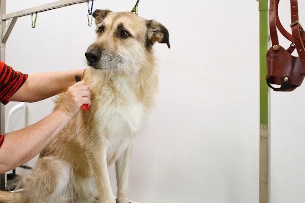 Hand van vrouw trimmer maakt een rassenkapsel met kam na het wassen van hondenbont in de trimsalon. Gebruik uit