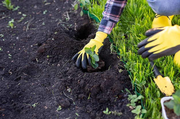 Hand van vrouw tuinman in handschoenen houdt zaailing van kleine appelboom in haar handen