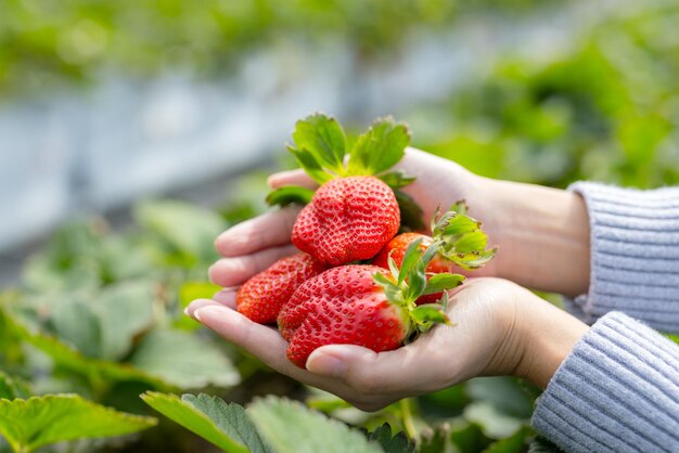 Hand vasthouden met de verse aardbeien in de tuin