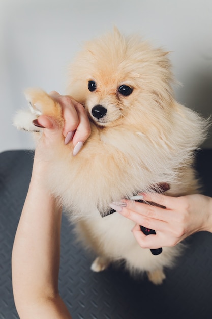 Hand verzorgen, knippen, wol kammen van mooie gelukkige Pomeranian Spitz-hond.