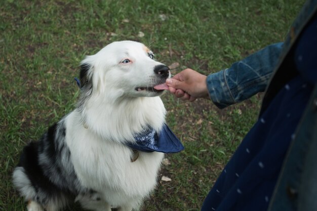 Hand voederen Australische herder close-up portret in zomer veld. Hoge kwaliteit foto