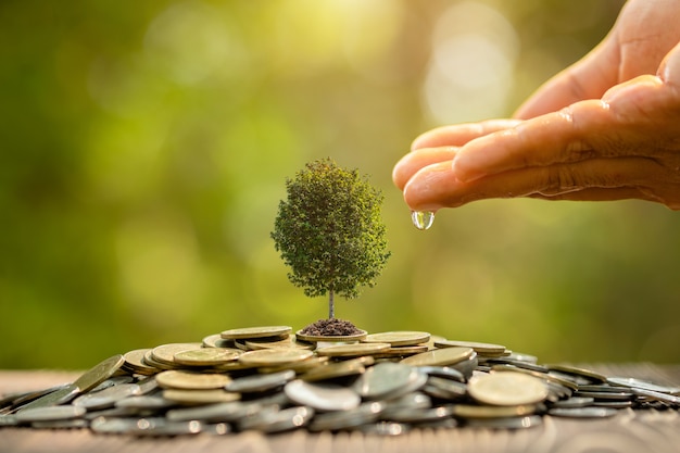 Hand water geven aan kleine boom bovenop muntstapel. Zakelijk succes, financieel of geld groeiend concept