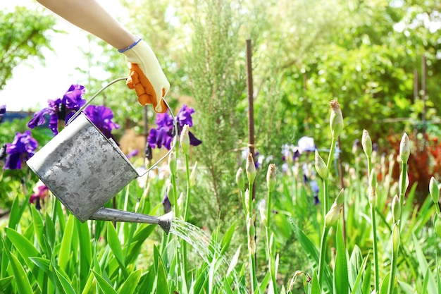 Hand watering irises in garden