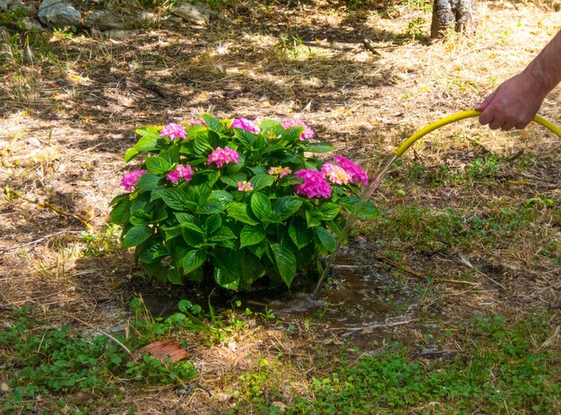 庭の植物に手で水をまく