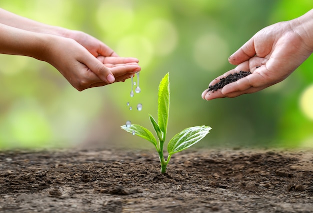 Hand Watering plants. Female hand holding tree on nature field grass Forest conservation concept