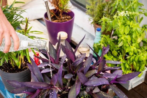 Рука поливает фиолетовые растения на террасе стеклянной бутылкой