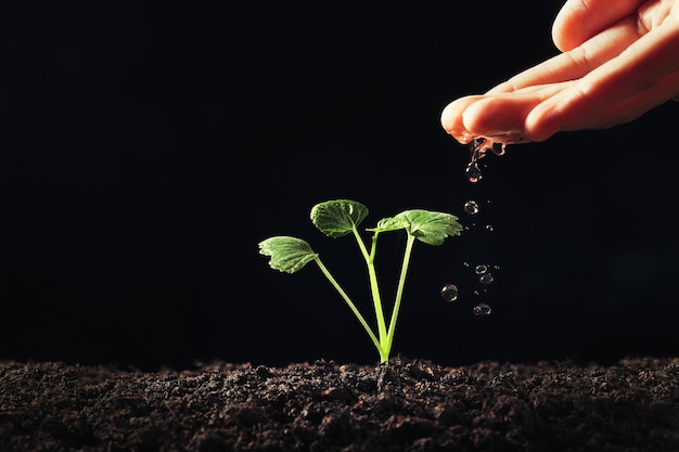 Hand watering young plant in garden