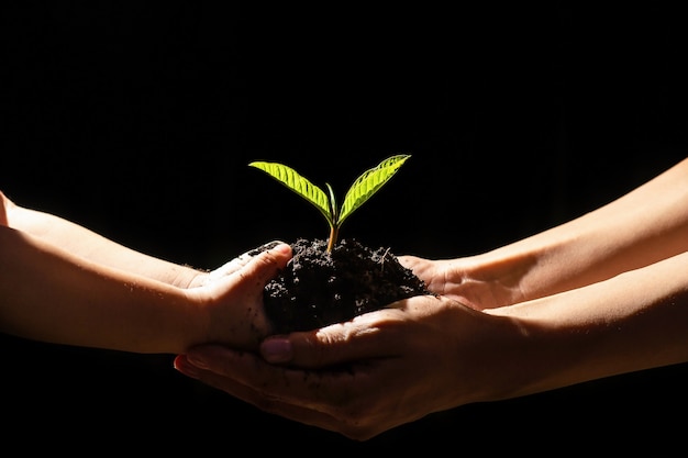 Hand Watering Young Plants