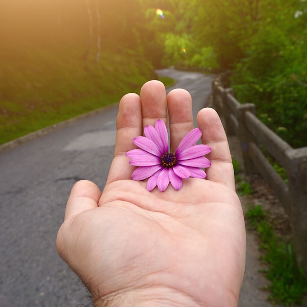 自然の中で美しい花の植物と手、花を持つ男の手