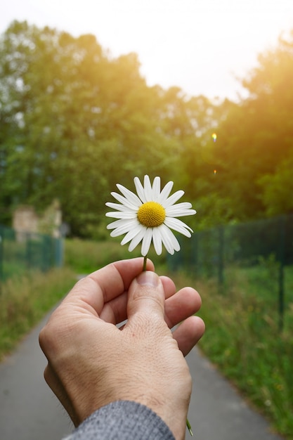 Hand with beautiful flowers in the summer