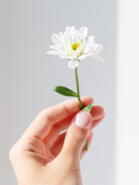 Hand with chrysanthemum flower woman is holding blooming flower on grey shadowed background