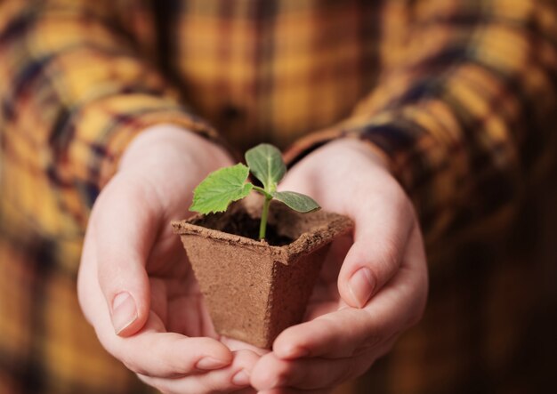 Hand with cucumber seedlings