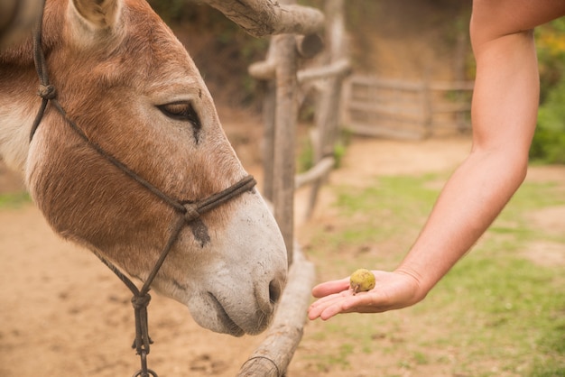 Hand with food and donkey