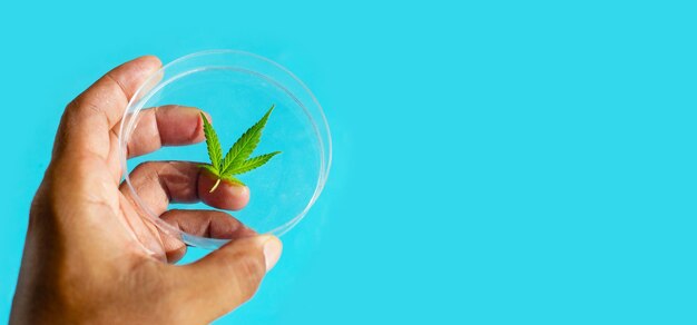 Hand with fresh leaves in petri dish on blue background