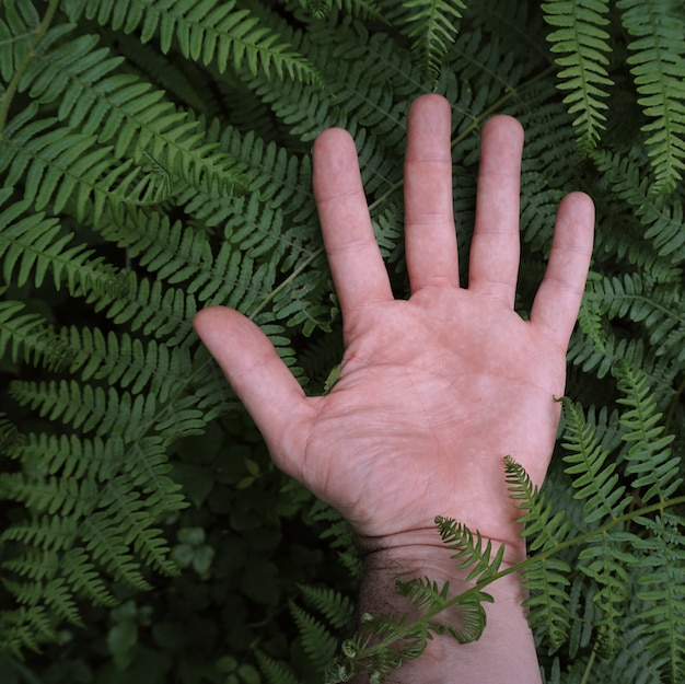 рука с листьями в природе