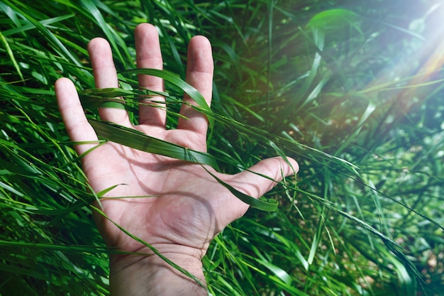 Hand with a leaves in the nature