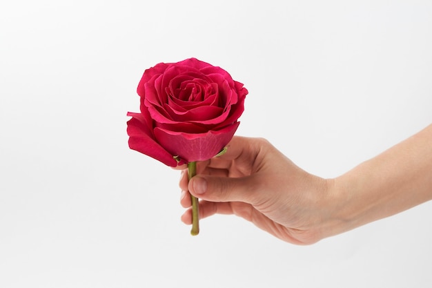 Hand with pink rose on white background with copy space