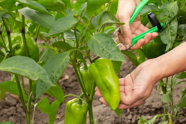 Hand with pruner and ripe bell pepper growing on bush in the garden