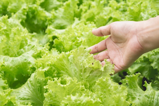 生の新鮮な緑の野菜の質感と背景を持つ手。