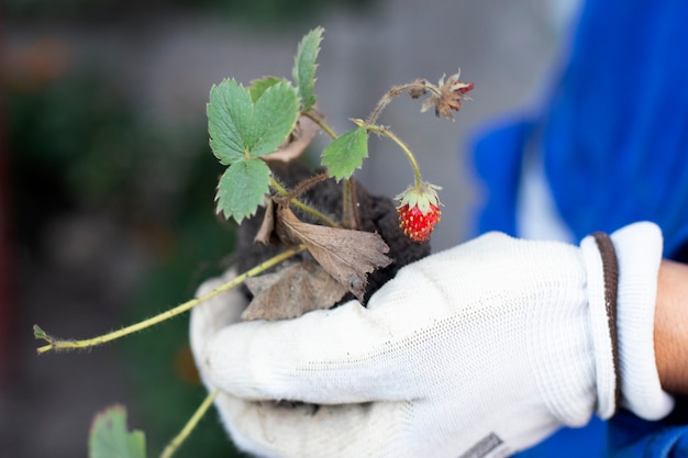 熟したイチゴの茂みを持つ手