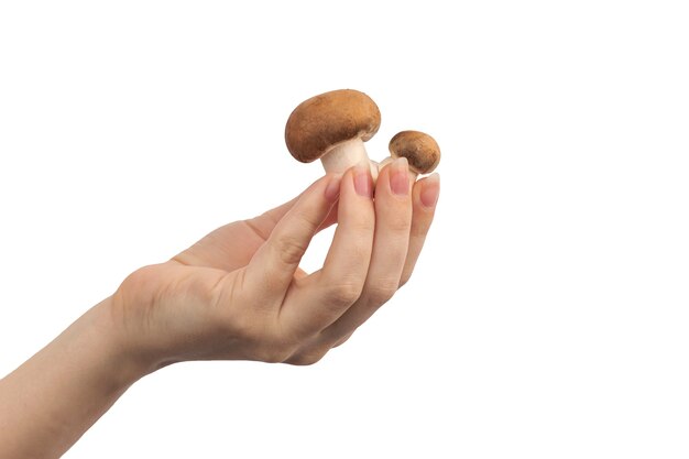 Hand with small funny champignon mushroom isolated on a white background photo
