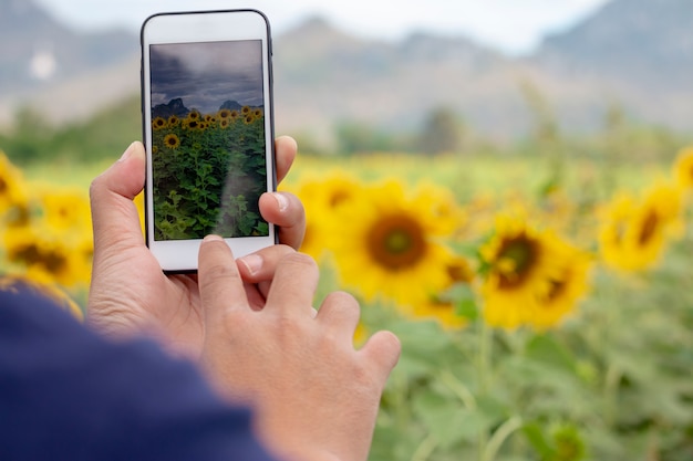 Hand with a smartphone taking photo of sunflowers