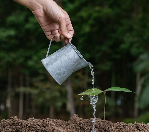 Photo hand with watering can seedling in the garden