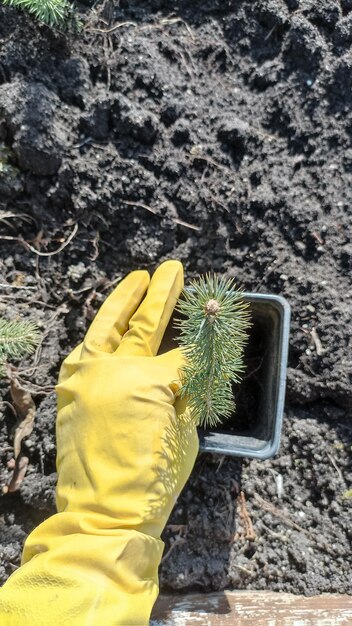 A hand with a yellow glove holds a small pine tree in a hole.