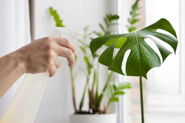 Hand of woman gardener caring of indoor plants