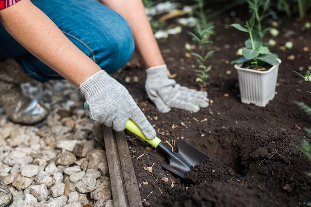 Hand of woman gardener in gloves holds seedling of small apple tree in her hands preparing to plant