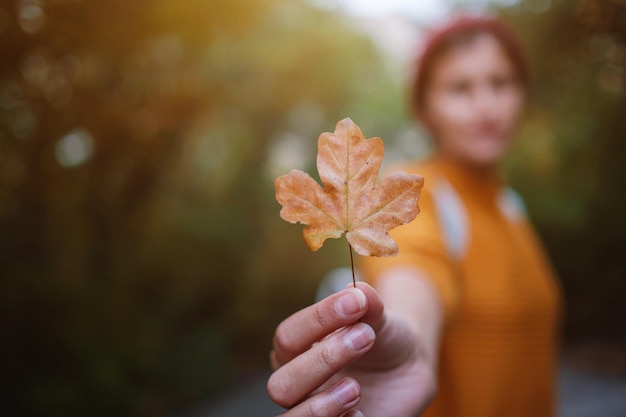 가을 햇살 가을 노란색 맑은 배경에 담쟁이 잎 나무를 들고 있는 여자의 손