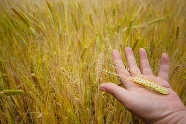 Hand of a woman holding wheat in the field