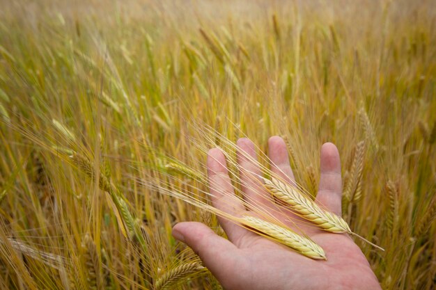 Mano di una donna che tiene il grano nel campo