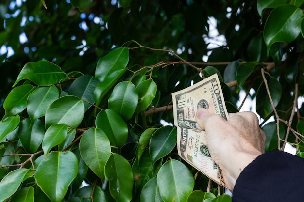 Mano di donna che prende dieci dollari da foglie verdi bush denaro che cresce sugli alberi concetti fortunati